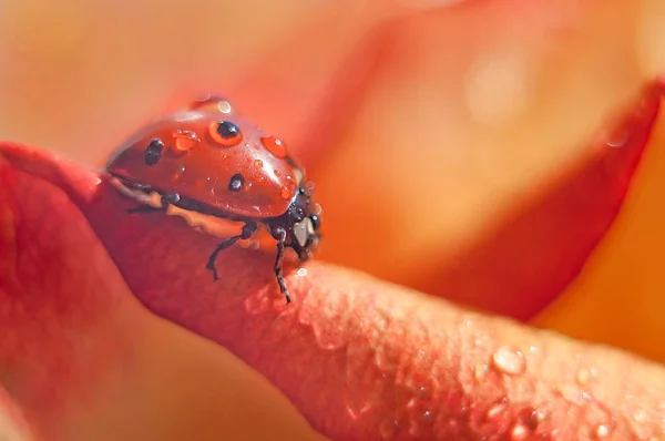 Pembe bir çiçek üzerinde Beetle, çiy damlaları.