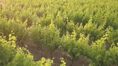 Provence, Güney üzüm asmaları satırları gösterilen Fransa bir bağ hava günbatımı görüntüleri