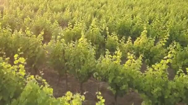 Letecká slunce záběry z vinice v Provence na jihu Francie znázorňující vinnou révou řádky
