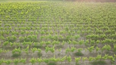 Provence, Güney üzüm üzüm, ağaçlar ve arka yolları gösteren Fransa bir bağ hava günbatımı görüntüleri ile DJI indeks işlem Mavic Pro bir dron vurdu.