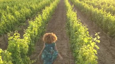 Bayan, Provence bir bağ günbatımı görüntülerini mahzeninde çevresinde çalışan Güney üzüm gösterilen Fransa asma.
