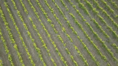 Provence, Güney üzüm üzüm, ağaçlar ve arka yolları gösteren Fransa bir bağ hava günbatımı görüntüleri ile DJI indeks işlem Mavic Pro bir dron vurdu.