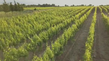 Provence, Güney üzüm üzüm, ağaçlar ve arka yolları gösteren Fransa bir bağ hava günbatımı görüntüleri ile DJI indeks işlem Mavic Pro bir dron vurdu.