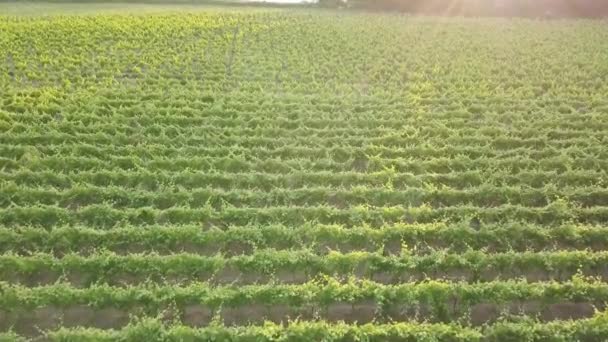 Luchtfoto Zonsondergang Beelden Van Een Wijngaard Provence Zuid Frankrijk Met — Stockvideo