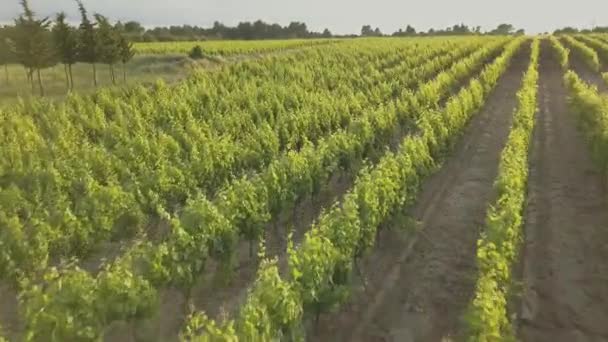 Aerial Sunset Footage Vineyard Provence South France Showing Grape Vines — Stock Video