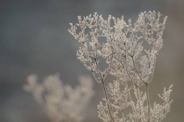 Sabah güneş ışığına karşı bokeh ile hoarfrost kuru bitkiler