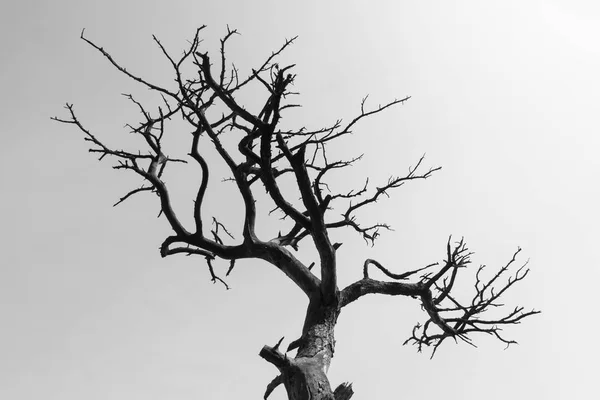 Streszczenie Suchy Martwe Drzewa Przed Niebo Czarno Biały Obraz — Zdjęcie stockowe