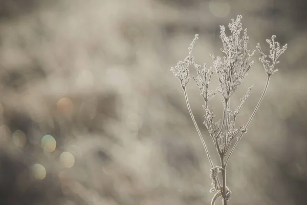 Kuru bitkiler buz kristalleri ile kaplı, yumuşak bokeh ile açık açıklık