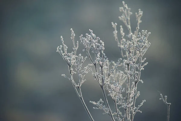 Küçük buz kristallerinde donmuş bitkiler, yumuşak bokeh ile yumuşatılmış görüntü.