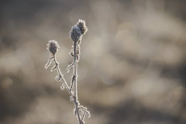 donmuş bitki hoarfrost ile kaplı doğal kökenli