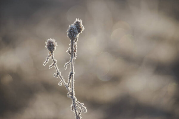 Natural background from frozen plant covered with hoarfrost