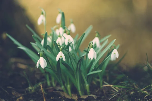 Galanthus nivalis veya ortak kardelen çiçek, sığ derinlik-in tarla