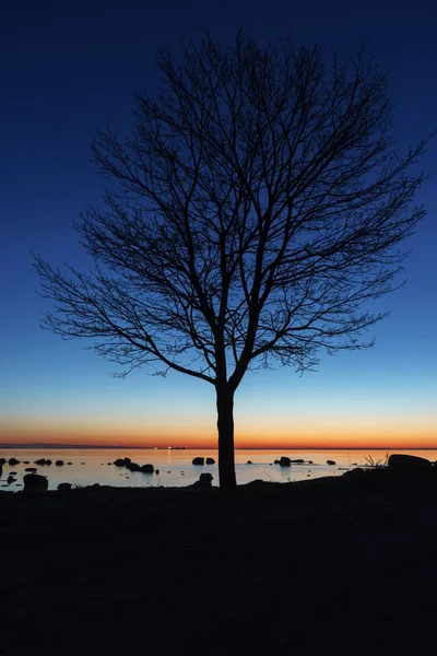 Deniz kıyısında gece ağaç silueti