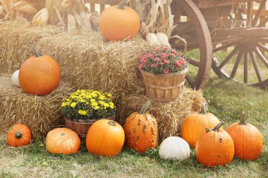 Açık hava çiftçi pazarında bir sürü balkabağı var.
