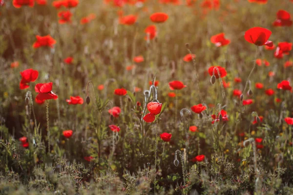 kırmızı gelincik tarlası