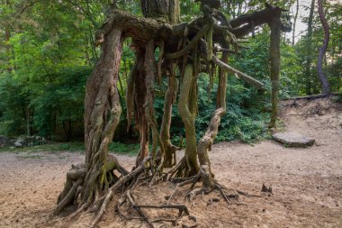 Doğal anıt çam stilts Welecz yakınındaki Busko Zdroj, Swietokrzyskie, Polonya