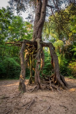 Doğal anıt çam stilts Welecz yakınındaki Busko Zdroj, Swietokrzyskie, Polonya