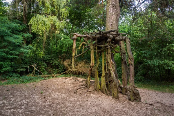 Doğal anıt çam stilts Welecz yakınındaki Busko Zdroj, Swietokrzyskie, Polonya