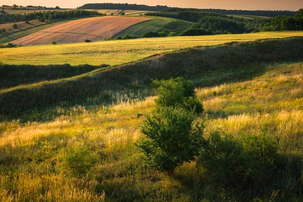 Renkli çayır, güneşli günde Ponidzie, Swietokrzyskie, Polonya