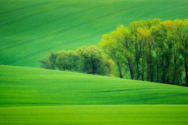 Moravyalı alanları yakınındaki Nasedlovice, Moravia, Çek Cumhuriyeti