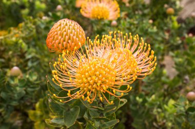 Santana, Madeira Adası, Portekiz çiçek