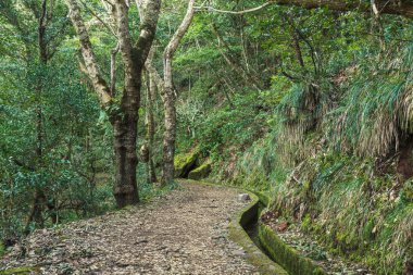 Ribeiro Frio 'da Levada dos Balcoes, Madeira, Portekiz