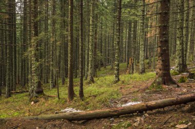 Orman Kopieniec Wielki Tatra Dağları, İstanbul, Polonya için izinde