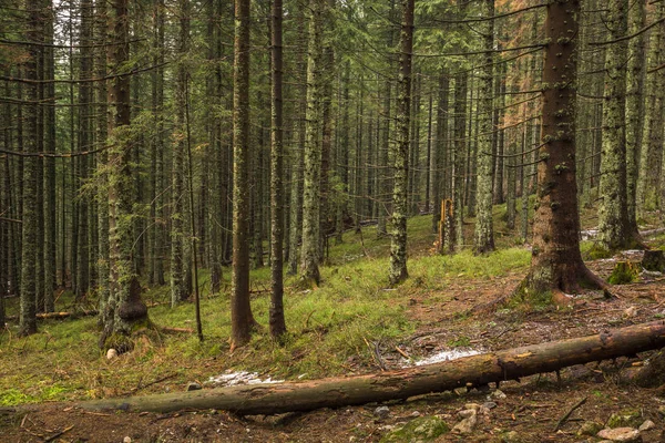 Orman Kopieniec Wielki Tatra Dağları, İstanbul, Polonya için izinde