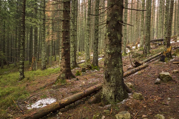 Orman Kopieniec Wielki Tatra Dağları, İstanbul, Polonya için izinde