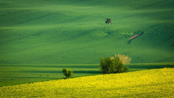Moravian Fields Spring Kyjov Village Czech Republic — Stock Photo, Image