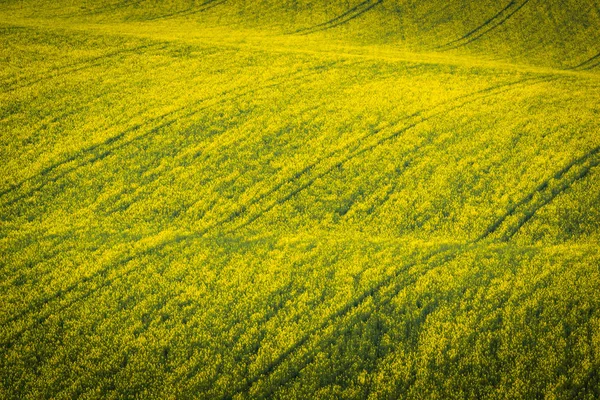 Hintergrund Rapsfelder — Stockfoto