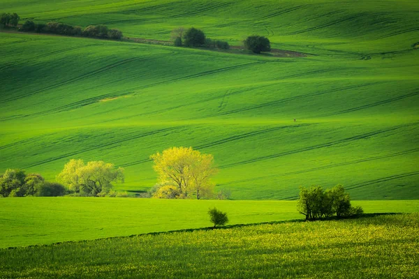 Campos Morávios Primavera Perto Aldeia Kyjov República Checa — Fotografia de Stock