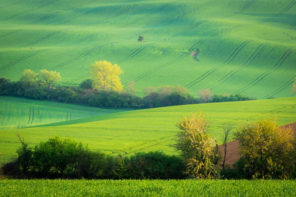 Mährische Felder Der Quelle Der Nähe Des Dorfes Kyjov Tschechische — Stockfoto
