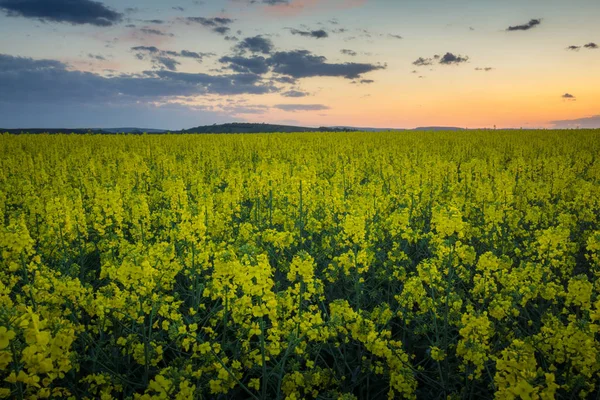 Puesta Sol Sobre Campo Colza Moravia República Checa — Foto de Stock