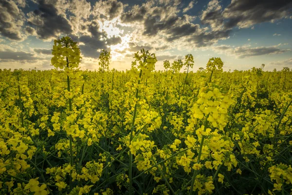 Colza Campo Moravia República Checa — Foto de Stock