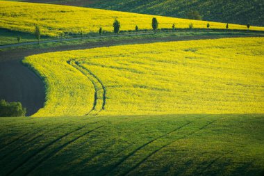 Moravyalı alanları yakınındaki Sardice, Hodonin, Çek Cumhuriyeti