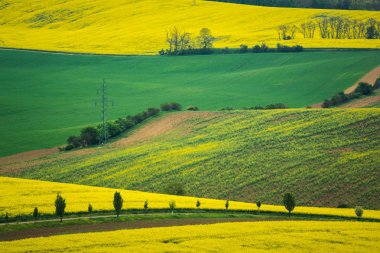 Moravyalı alanları yakınındaki Sardice, Hodonin, Çek Cumhuriyeti