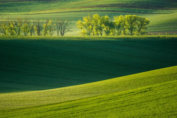 Campos Moravia Cerca Sardice Hodonin República Checa —  Fotos de Stock