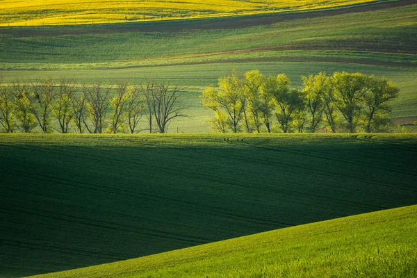 Mährische Felder Der Nähe Von Sardice Hodonin Tschechische Republik — Stockfoto