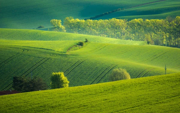 Campi Moravi Vicino Sardice Hodonin Repubblica Ceca — Foto Stock