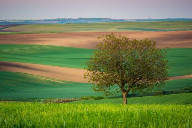 Yalnız ağaç Moravyalı alanlarına yakın Sardice, Hodonin, Çek Cumhuriyeti