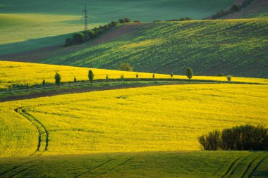 Moravyalı alanları yakınındaki Sardice, Hodonin, Çek Cumhuriyeti