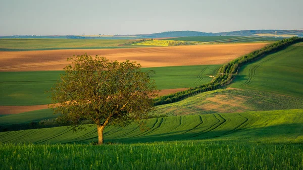 Albero Solitario Sui Campi Moravi Vicino Sardice Hodonin Repubblica Ceca — Foto Stock