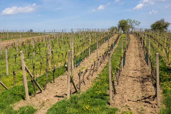 Vineyards in Velke Pavlovice, South Moravia, Czech Republic
