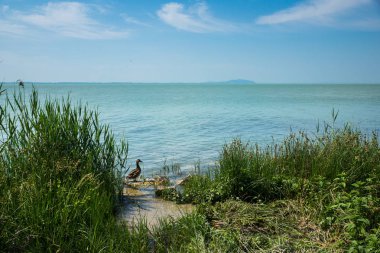 Balaton Gölü Revfulop, Macaristan