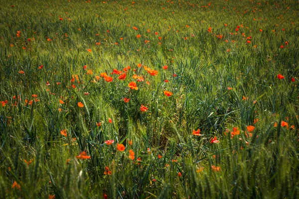 牧草地のポピー — ストック写真