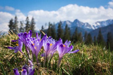 Tatra Dağları, Polonya çiğdemler glade Giewont yakınındaki üzerine monte