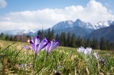 Tatra Dağları, Polonya çiğdemler glade Giewont yakınındaki üzerine monte