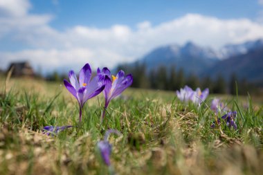 Tatra Dağları, Polonya çiğdemler glade Giewont yakınındaki üzerine monte