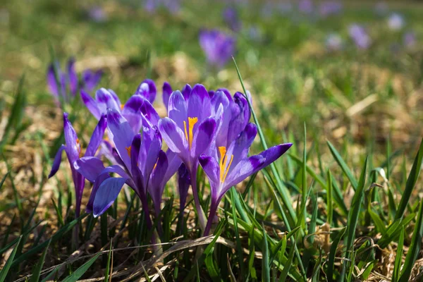 Çiğdemler Tatra Dağları, Polonya
